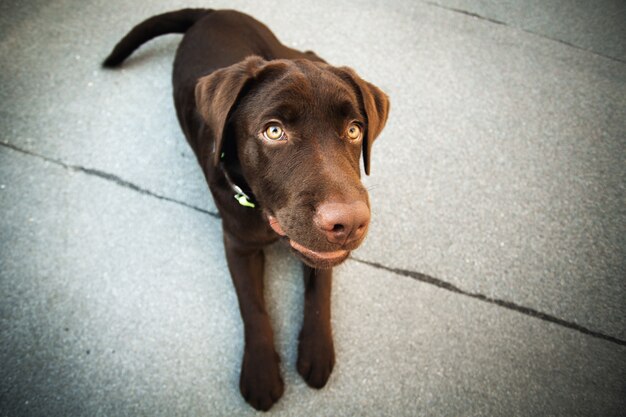 Perro joven labrador retriever chocolate