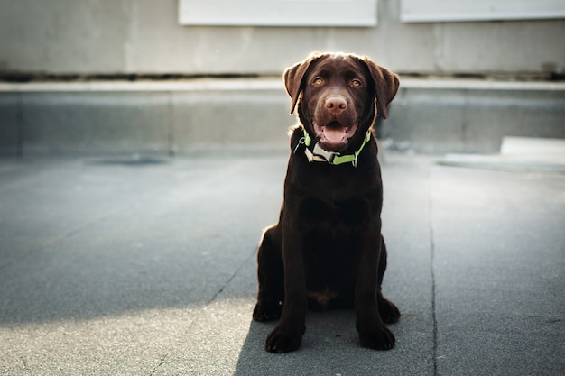 Perro joven labrador retriever chocolate