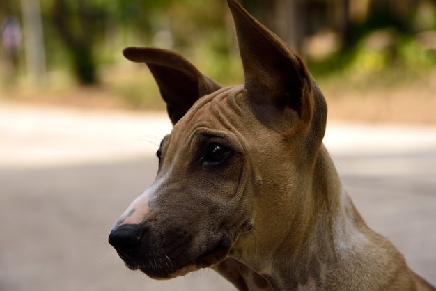 Perro joven mirando