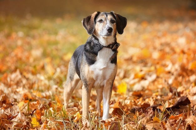 Perro joven en el parque en otoño. sobre hojas amarillas caídas