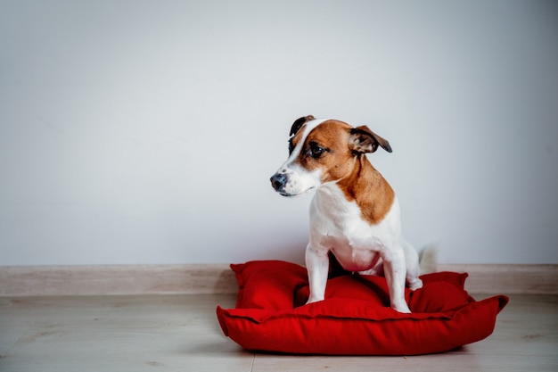 Perro joven que se sienta en la almohada roja en casa