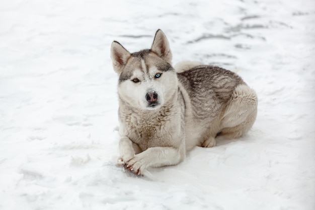 Perro joven raza husky siberiano jugando en la nieve después de pesados s