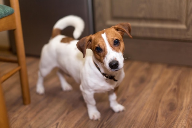 Perro joven raza Jack Russell en casa