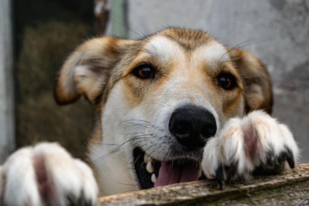 Un perro joven con un seto de pajarera en un refugio de animales Foto horizontal