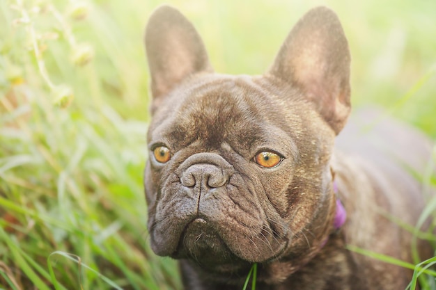 Un perro joven sobre un fondo de hierba verde El perro es negro y atigrado de la raza bulldog francés