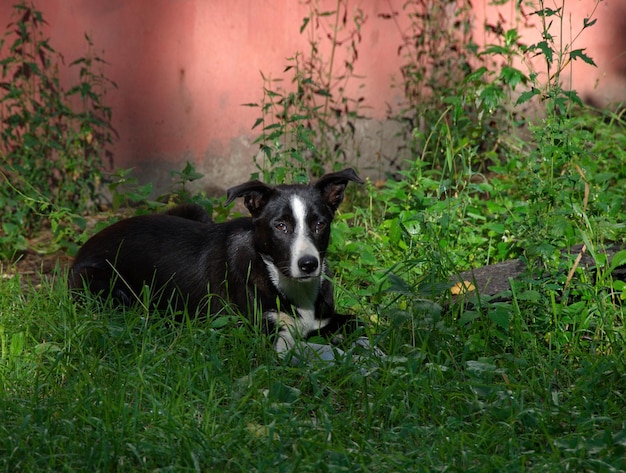 Un perro joven yace en la hierba cerca de la pared de la casa en una mañana soleada