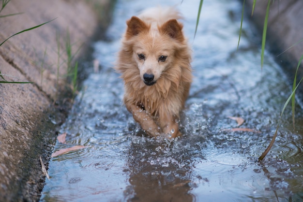 El perro juega agua