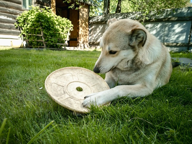 Un perro juega con un frisbee volador en el césped