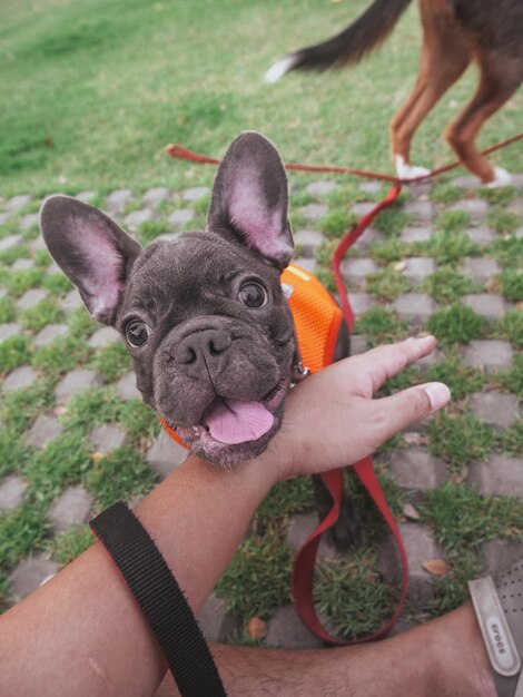 Foto un perro juega con la mano