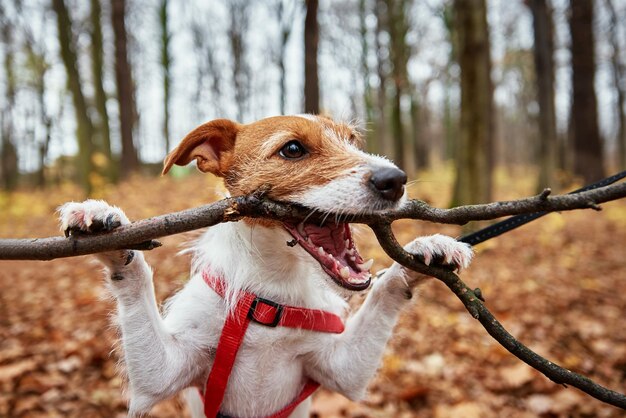 Perro juega con una rama en el bosque de otoño