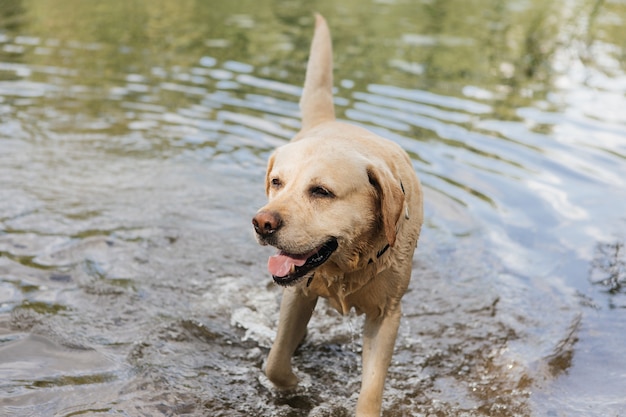 Perro jugando en el agua Golden labrador retriever