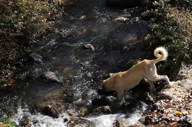 Un perro jugando en el arroyo.