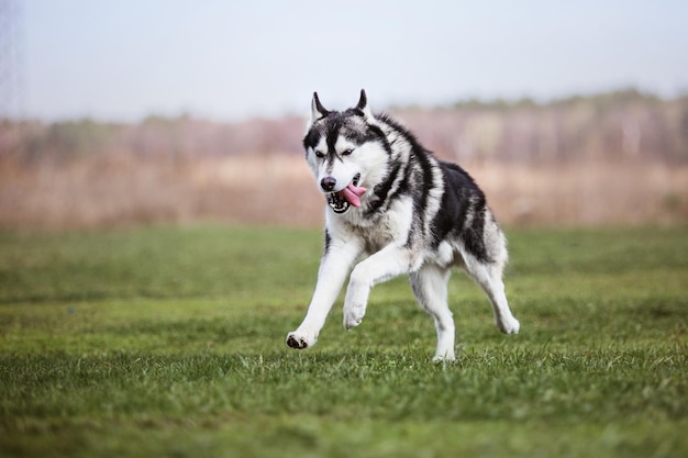 Perro jugando y corriendo al aire libre