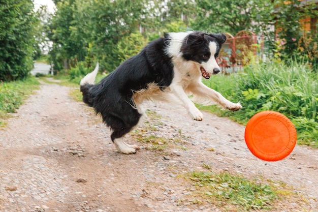 Perro jugando con disco volador en el parque exterior