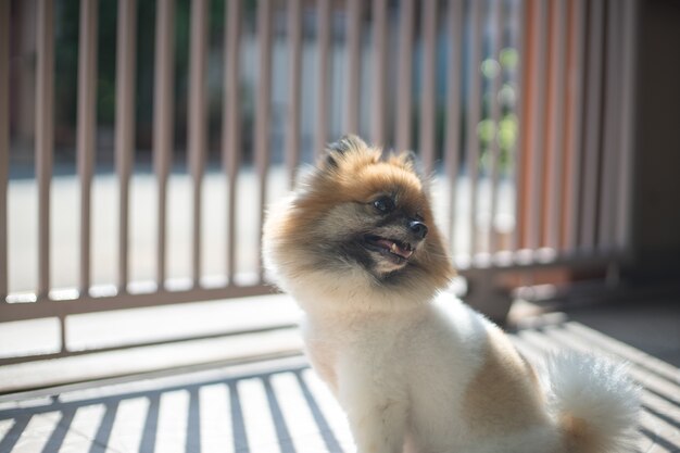 Foto perro está jugando felizmente en frente de la casa