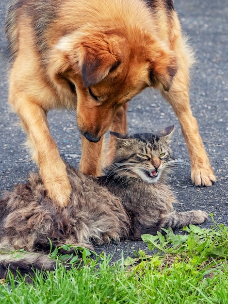 Perro jugando con un gato