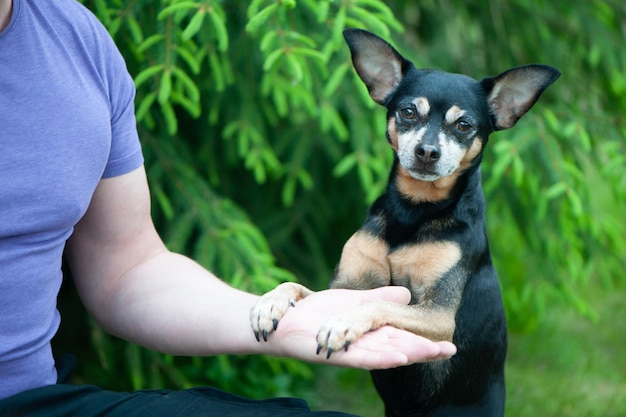 Perro jugando con un hombre el concepto de amistad y amor de personas con perros