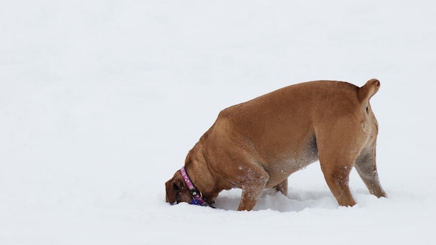 Perro jugando en la nieve.