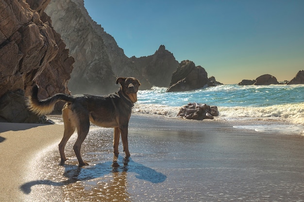 Foto perro jugando con las olas en la costa del océano atlántico praia da adraga cerca de sintra en portugal