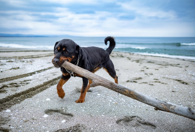 Perro jugando con un palo en tiempo nublado en la playa