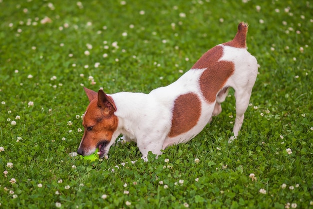 Perro jugando con una pelota en el césped Jack Russell Terrier