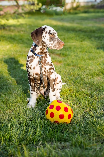 Perro jugando con pelota en el césped Juguetón feliz lindo perro dálmata cachorro jugando con un juguete en el campo de verano Primavera verano caminando mascota amor fondo