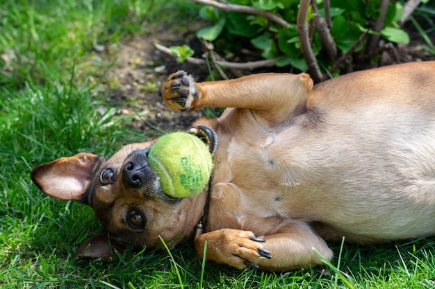 Perro jugando con una pelota