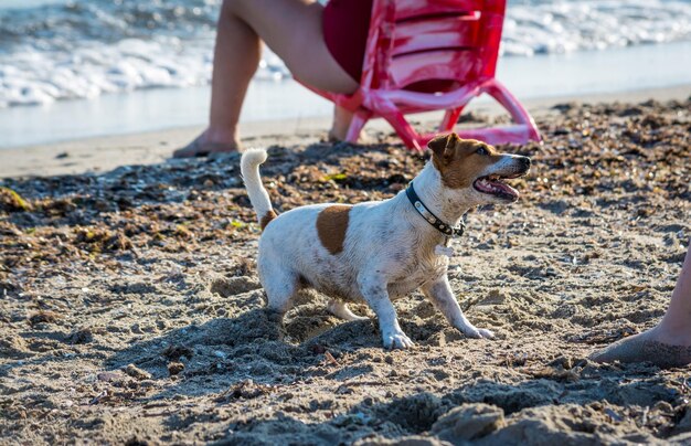 Perro jugando en la playa