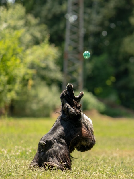 Foto perro jugando a traer