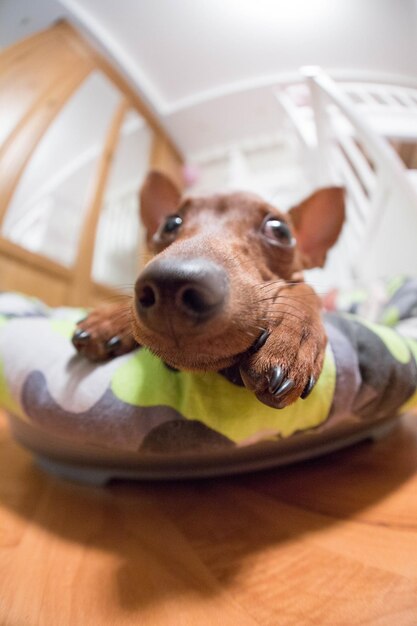 Foto perro con juguete en casa