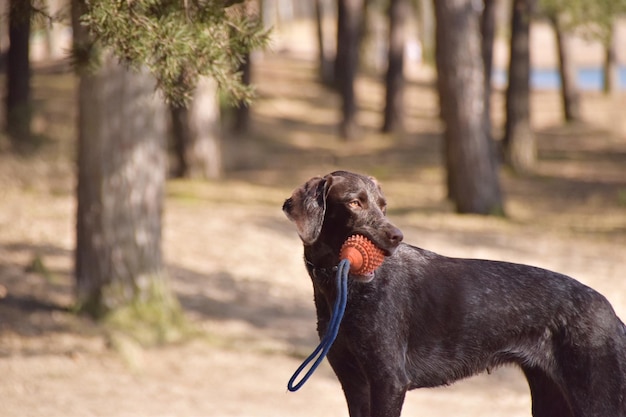 Perro con juguete en el parque