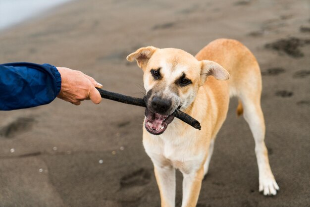 Perro juguetón en la playa