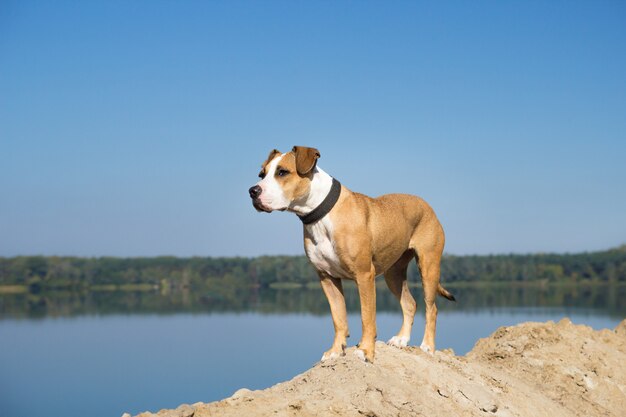 Perro junto al lago mirando a distancia