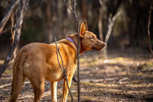 perro kelpie en el bosque australiano en un parque en Australia