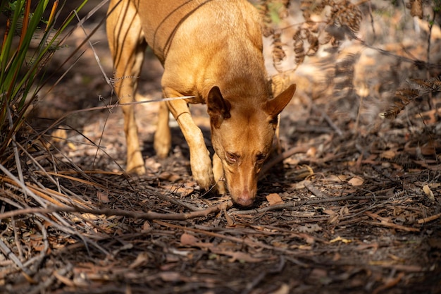 perro kelpie en el bosque australiano en un parque en Australia