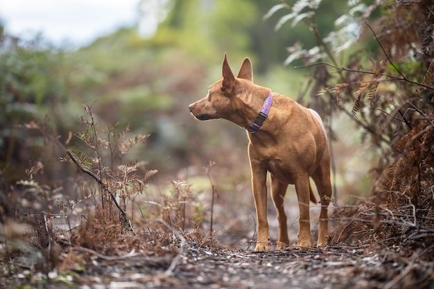 Perro Kelpie sin plomo en el monte en un sendero