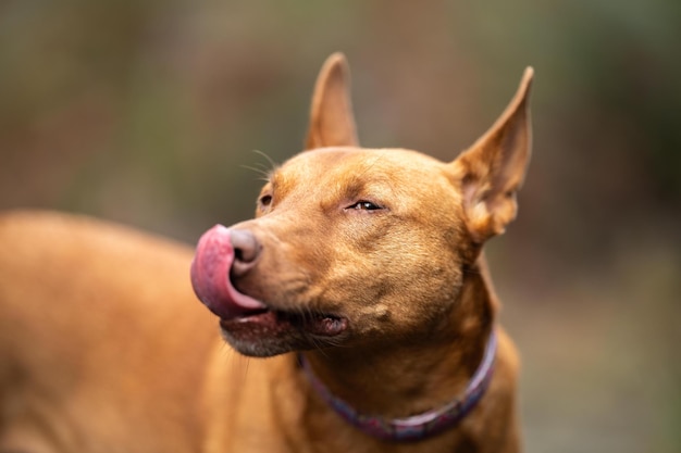 Perro Kelpie sin plomo en el monte en un sendero