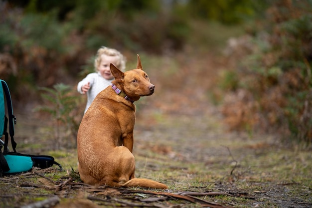 Perro Kelpie sin plomo en el monte en un sendero