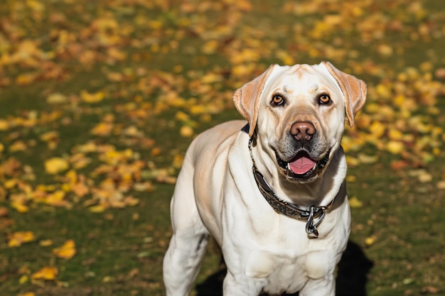 Perro labrador al aire libre en un parque de otoño de la ciudad Espacio de copia Hermoso perro Labrador en el parque de la ciudad G