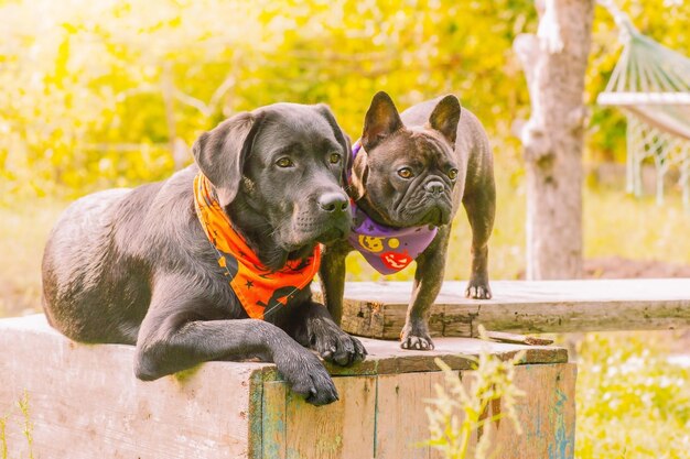 Un perro labrador con una bandana naranja de Halloween y un bulldog francés con una bandana Dos perros