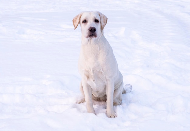 Perro labrador blanco sobre un fondo de nieve blanca