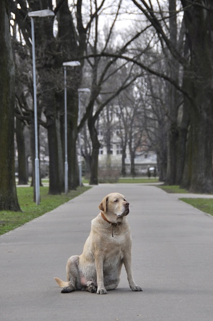 Perro labrador blanco viejo en un parque
