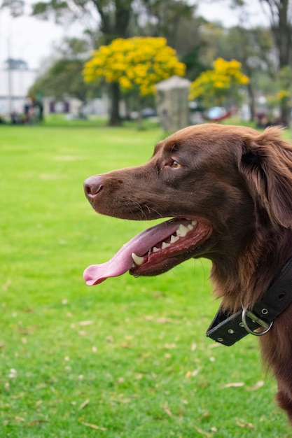 Perro labrador cachorro chocolate marrón, joven feliz