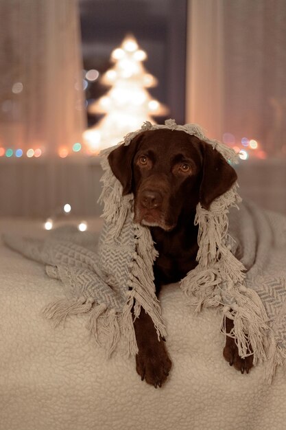 Perro labrador de chocolate con graciosos cuernos de ciervo yace sobre la sangre bajo una manta en el fondo de un árbol de Navidad