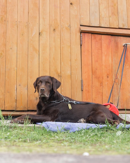 El perro labrador de color chocolate está tirado afuera en el césped y descansando el perro guarda la casa como una mascota pedigrí de servicio