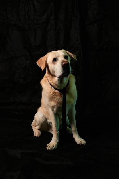 Perro labrador con corbata aislado sobre fondo negro