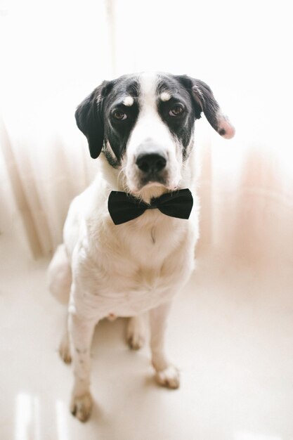 Foto perro labrador con una corbata negra mejor concepto de amigo