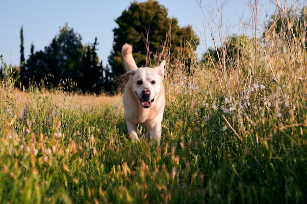 El perro labrador corre y disfruta en un prado con flores.