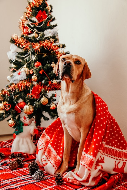 Perro labrador cubierto con una manta roja sentado con decoraciones en casa