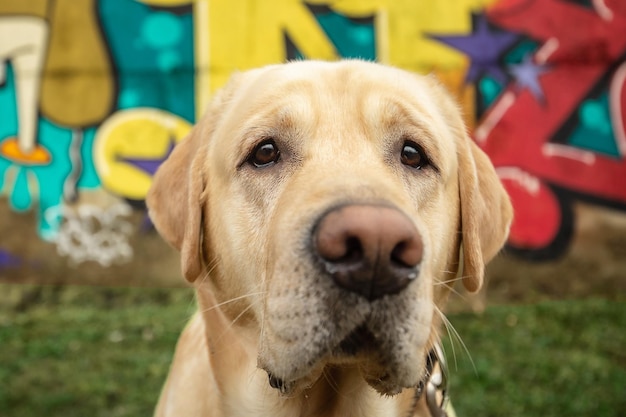 Perro labrador dorado de pie junto a la pared de graffiti de color al aire libre